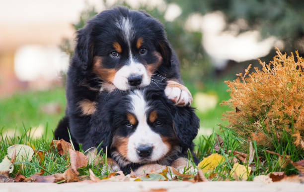 Picture for category Canine